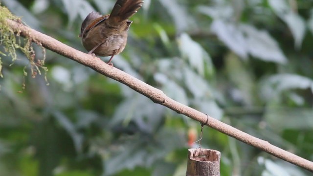 Rusty-fronted Barwing - ML214071101