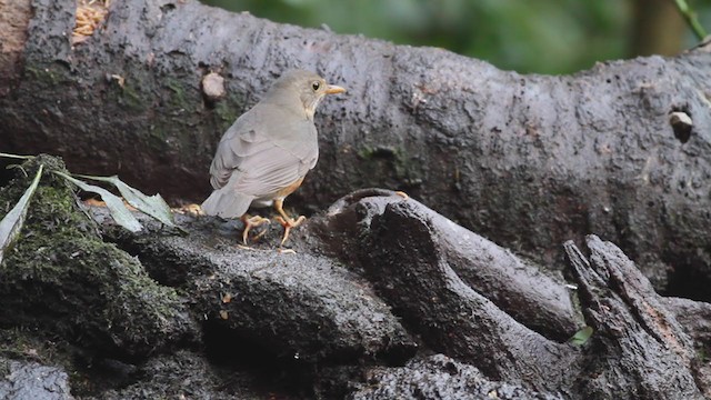 Black-breasted Thrush - ML214071271