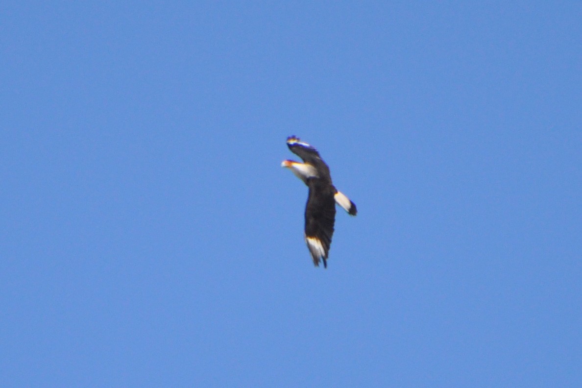 Crested Caracara (Northern) - ML214071381