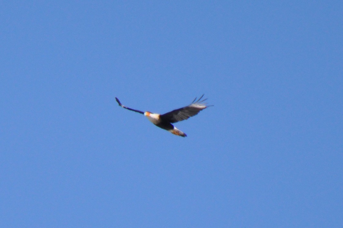 Crested Caracara (Northern) - ML214071391