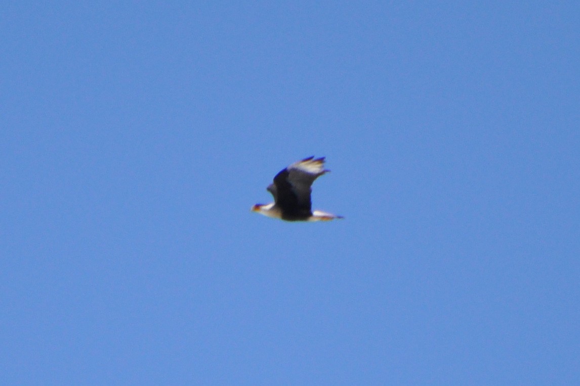 Crested Caracara (Northern) - ML214071421