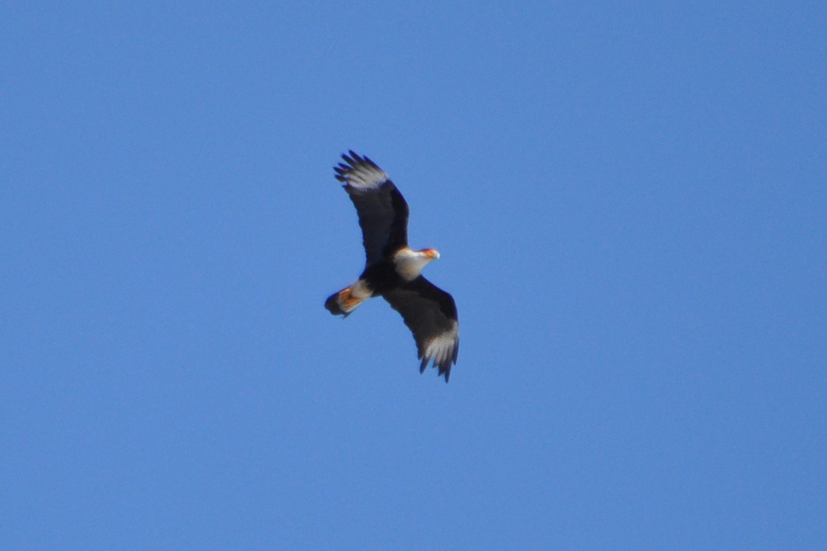 Crested Caracara (Northern) - ML214071431