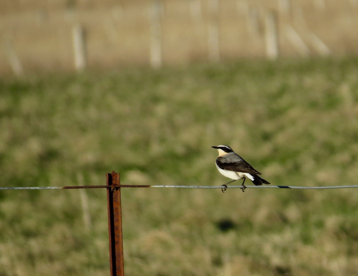 Northern Wheatear - ML214071721