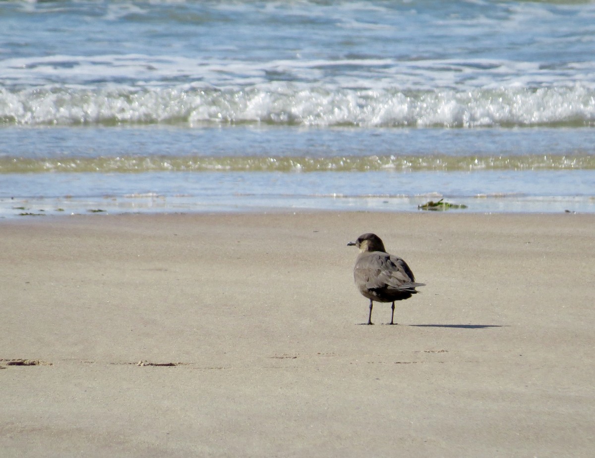 Parasitic Jaeger - ML214071761
