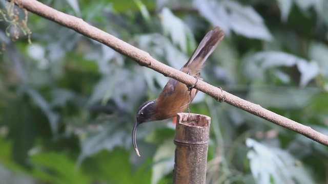 Slender-billed Scimitar-Babbler - ML214072501