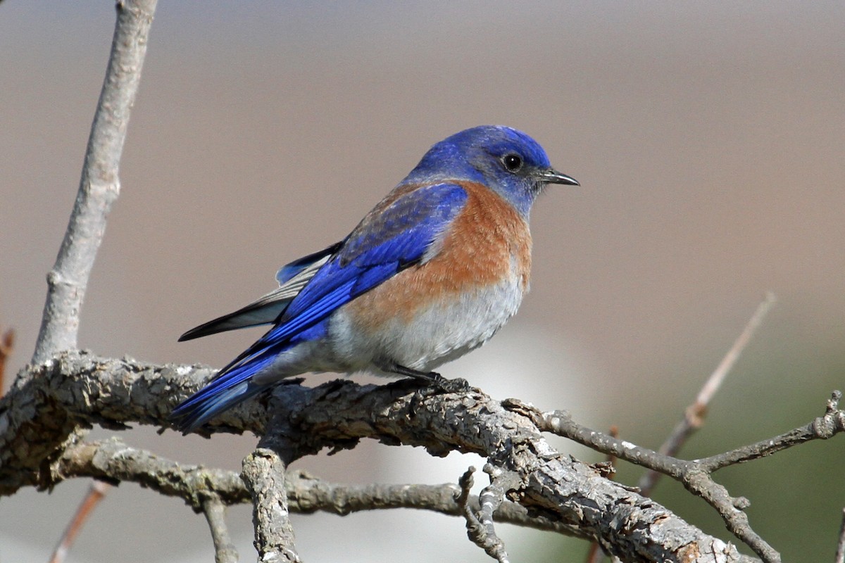 Western Bluebird - ML21407291