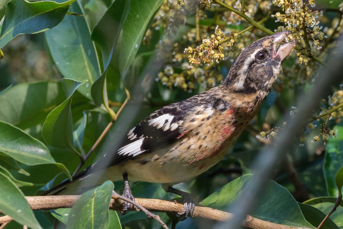 Rose-breasted Grosbeak - Juan Miguel Artigas Azas