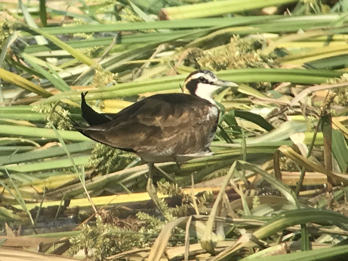 Pheasant-tailed Jacana - ML214073281