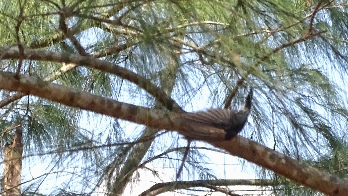 Gray-rumped Swiftlet - ML214073621