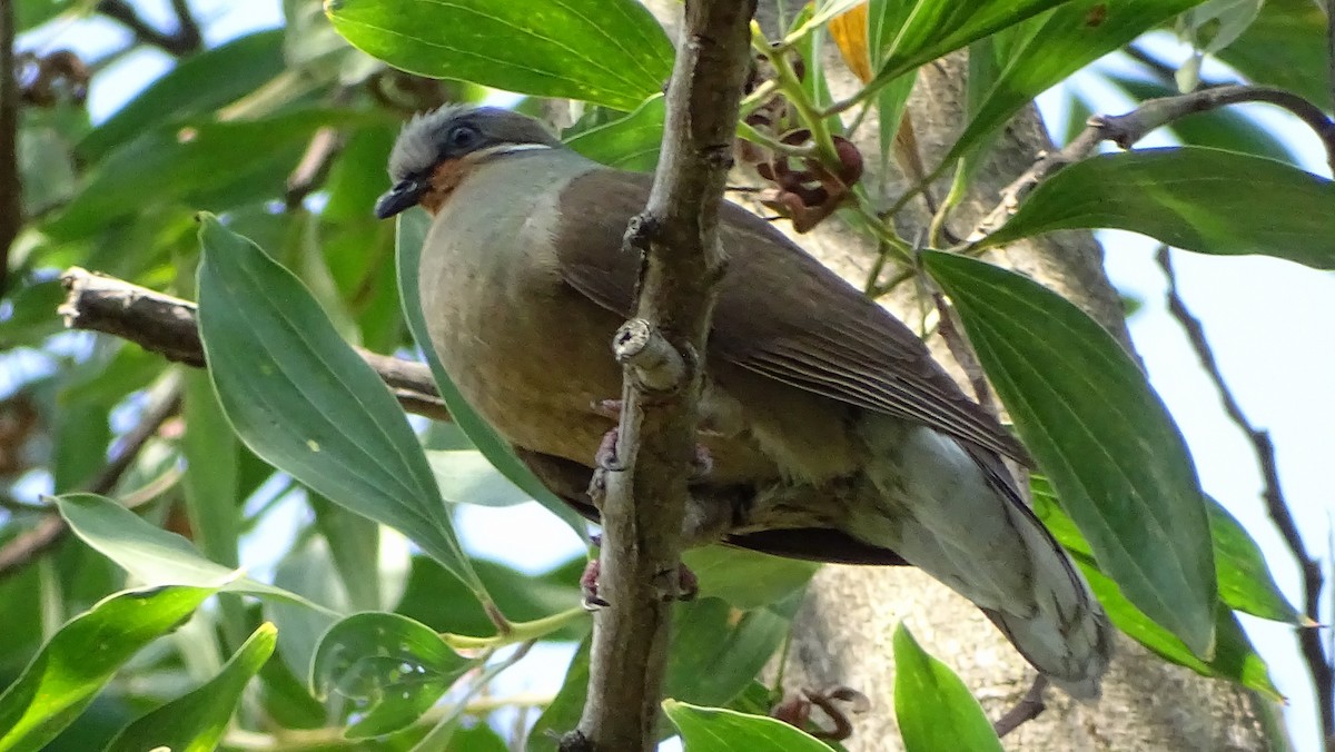 White-eared Brown-Dove - ML214073651