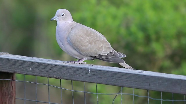 Eurasian Collared-Dove - ML214073921