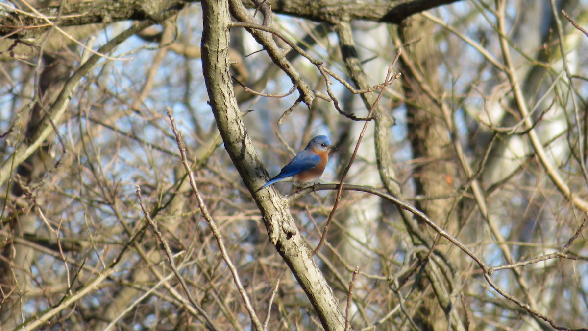 Eastern Bluebird - Julia Billings