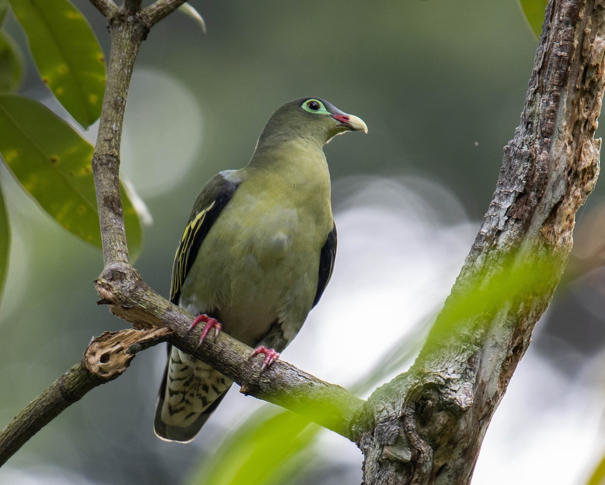 eBird Checklist - 8 Mar 2020 - Air Itam Dam - 11 species