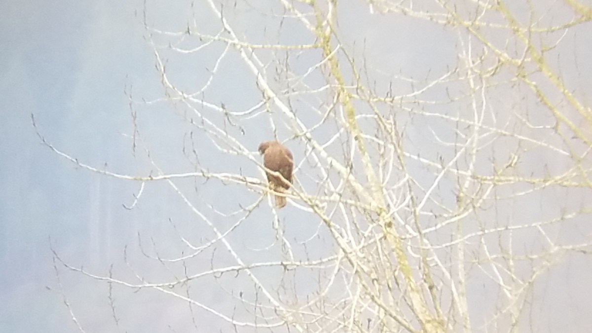 Red-tailed Hawk - ML214078221