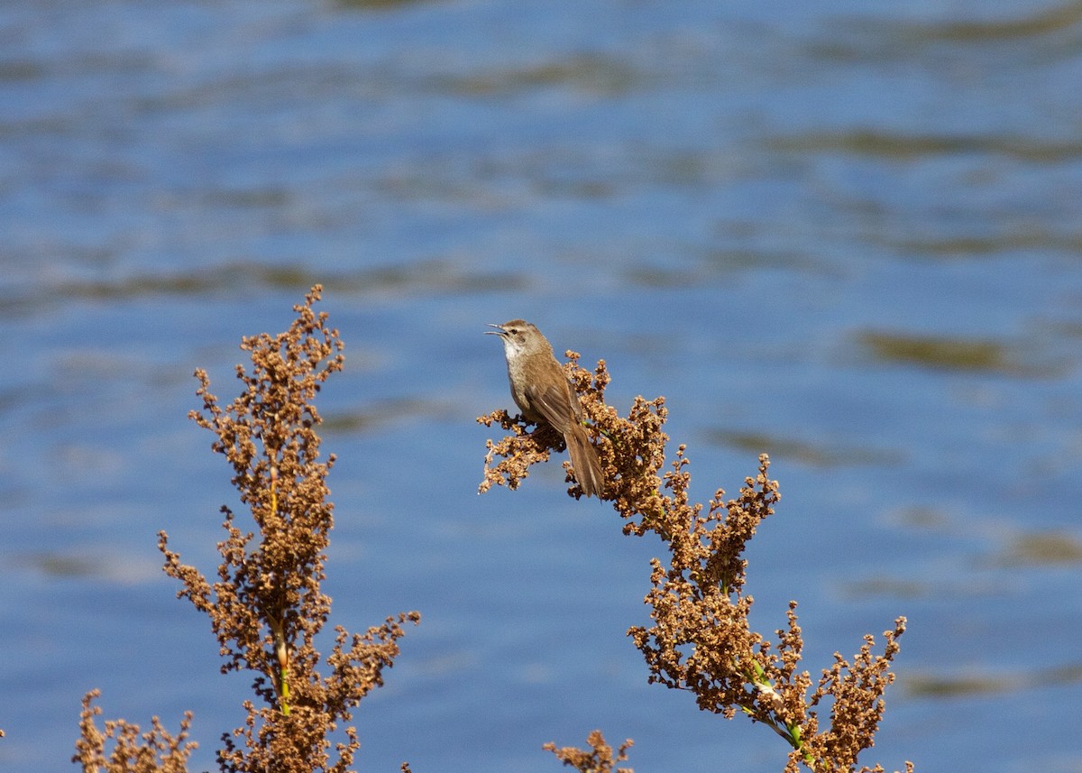 Little Rush Warbler - ML21408101