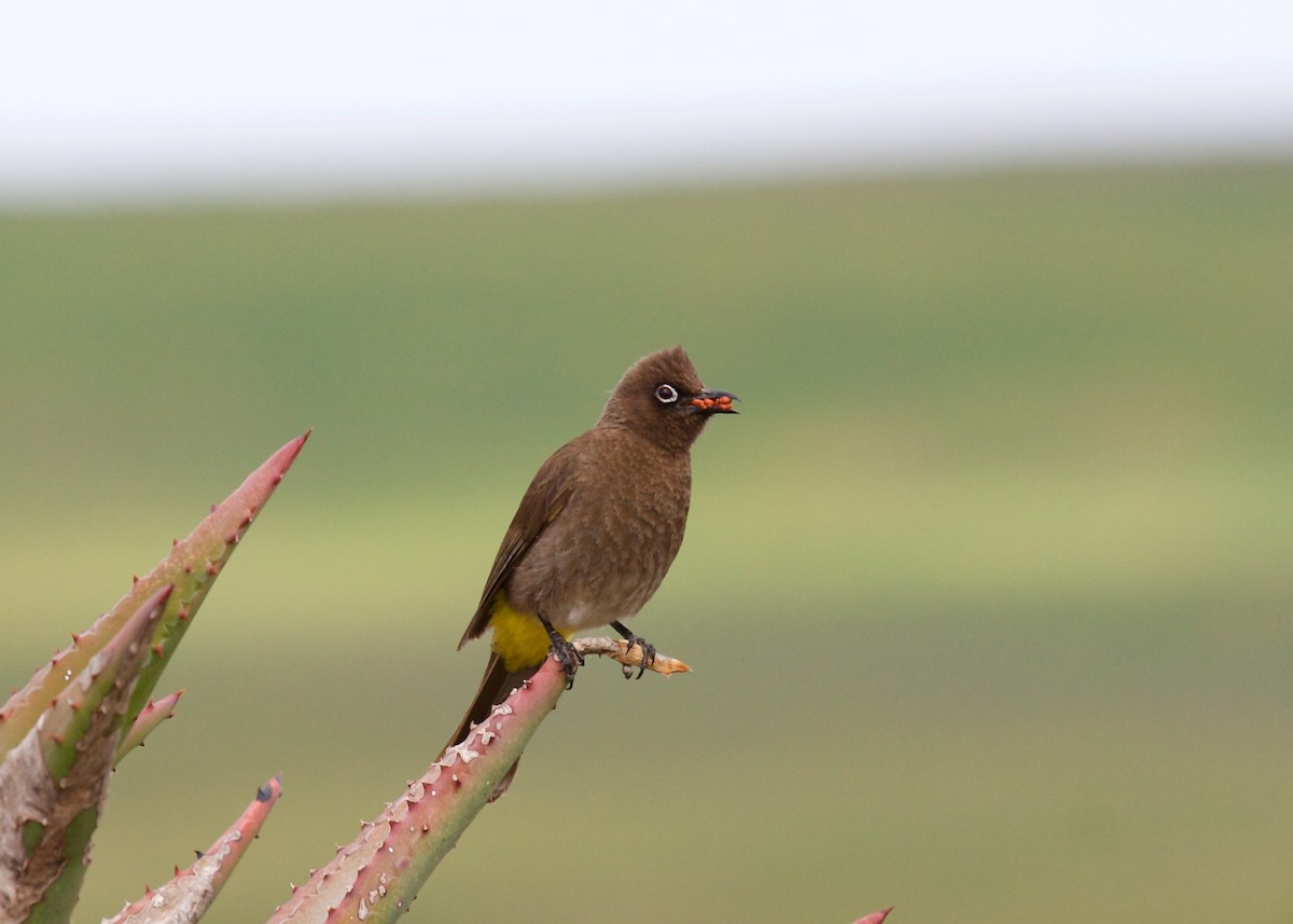 Bulbul de El Cabo - ML21408131