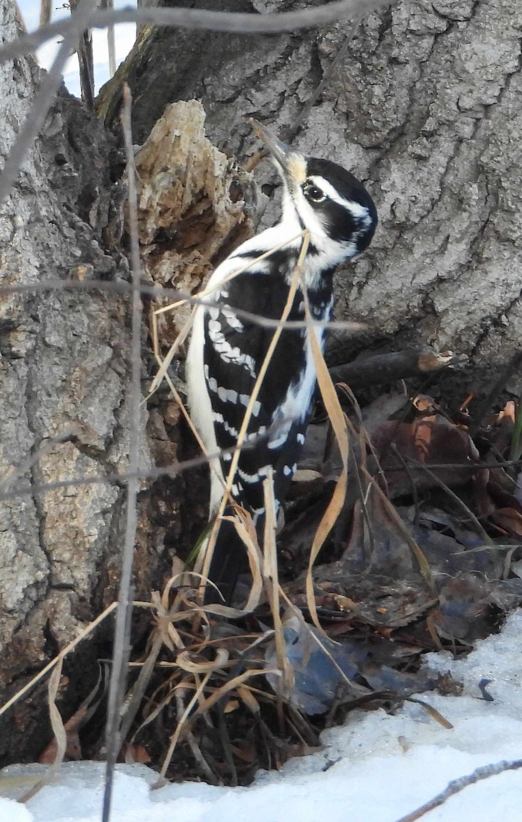 Hairy Woodpecker - ML214081591