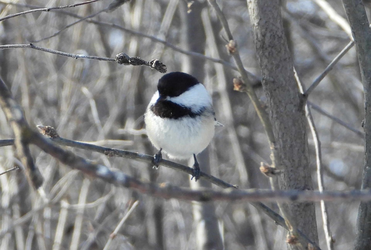 Black-capped Chickadee - Carson Kearns