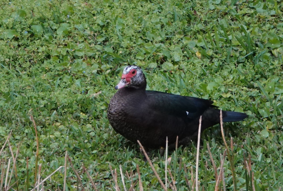 Muscovy Duck (Domestic type) - ML214082081