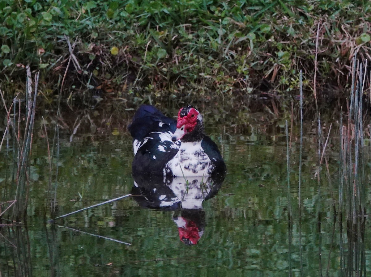 Muscovy Duck (Domestic type) - ML214082121