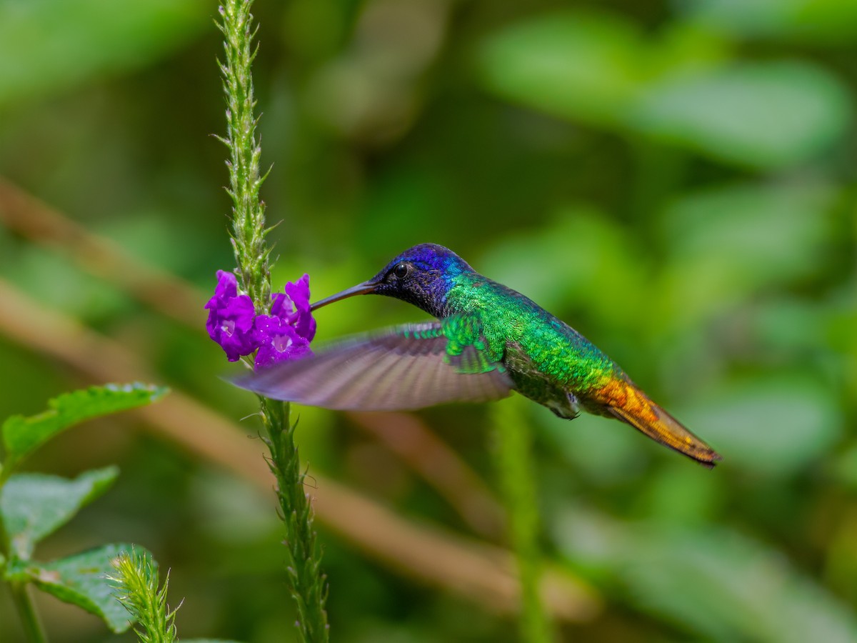 Golden-tailed Sapphire - Vayun Tiwari