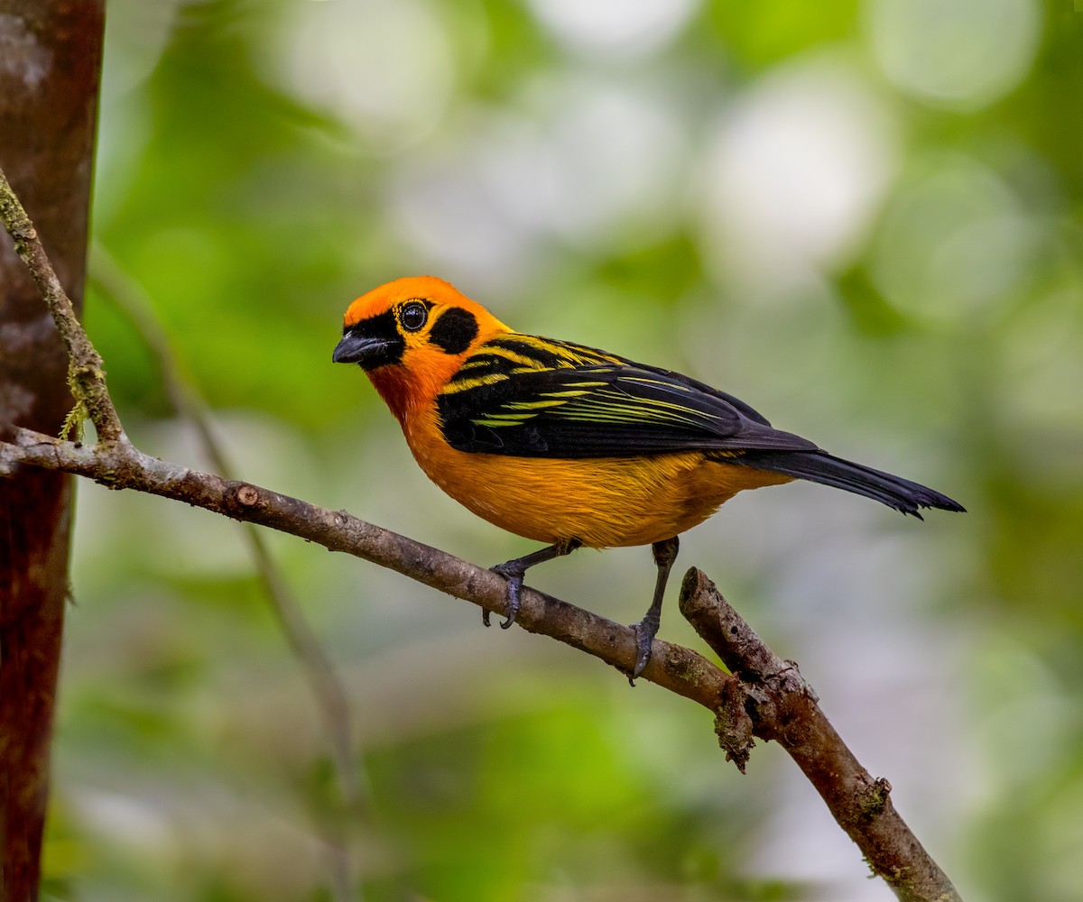 Golden Tanager - ML214082181