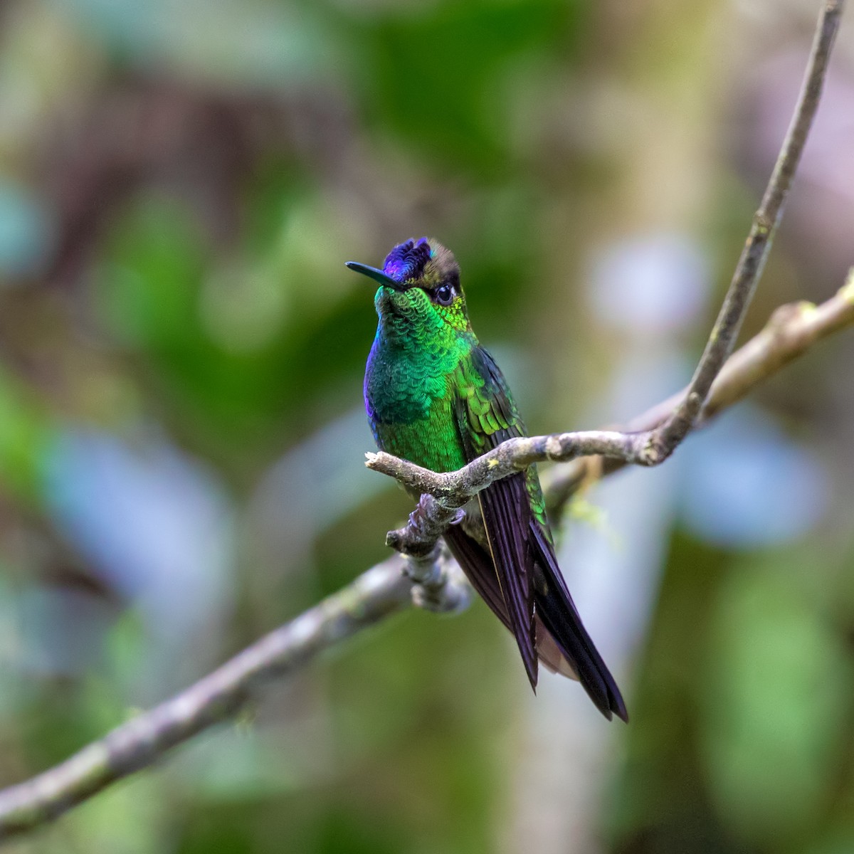 Violet-fronted Brilliant - Vayun Tiwari