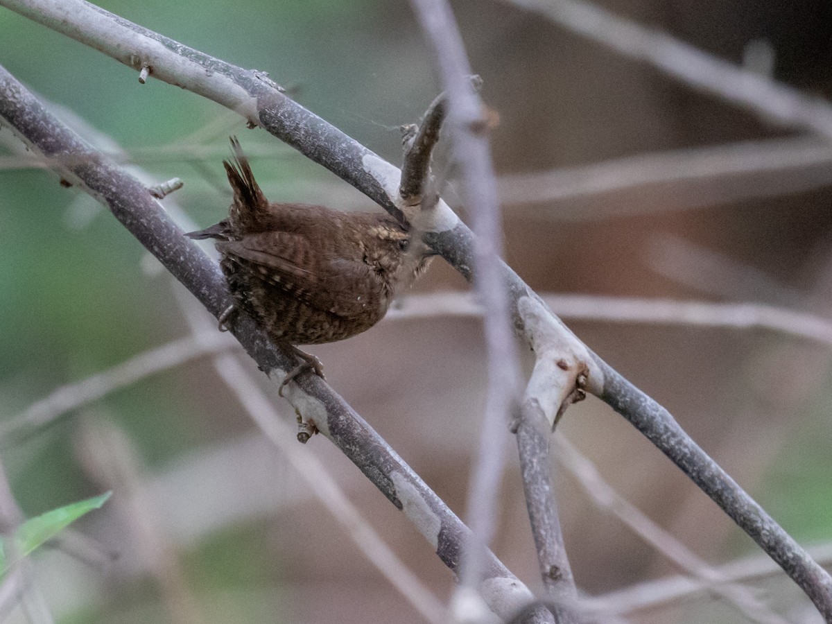 Pacific Wren - ML214082751