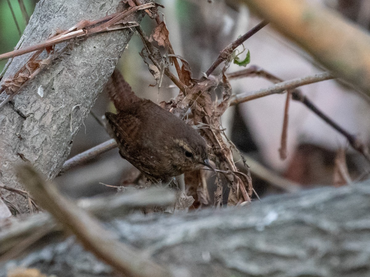 Pacific Wren - ML214082771