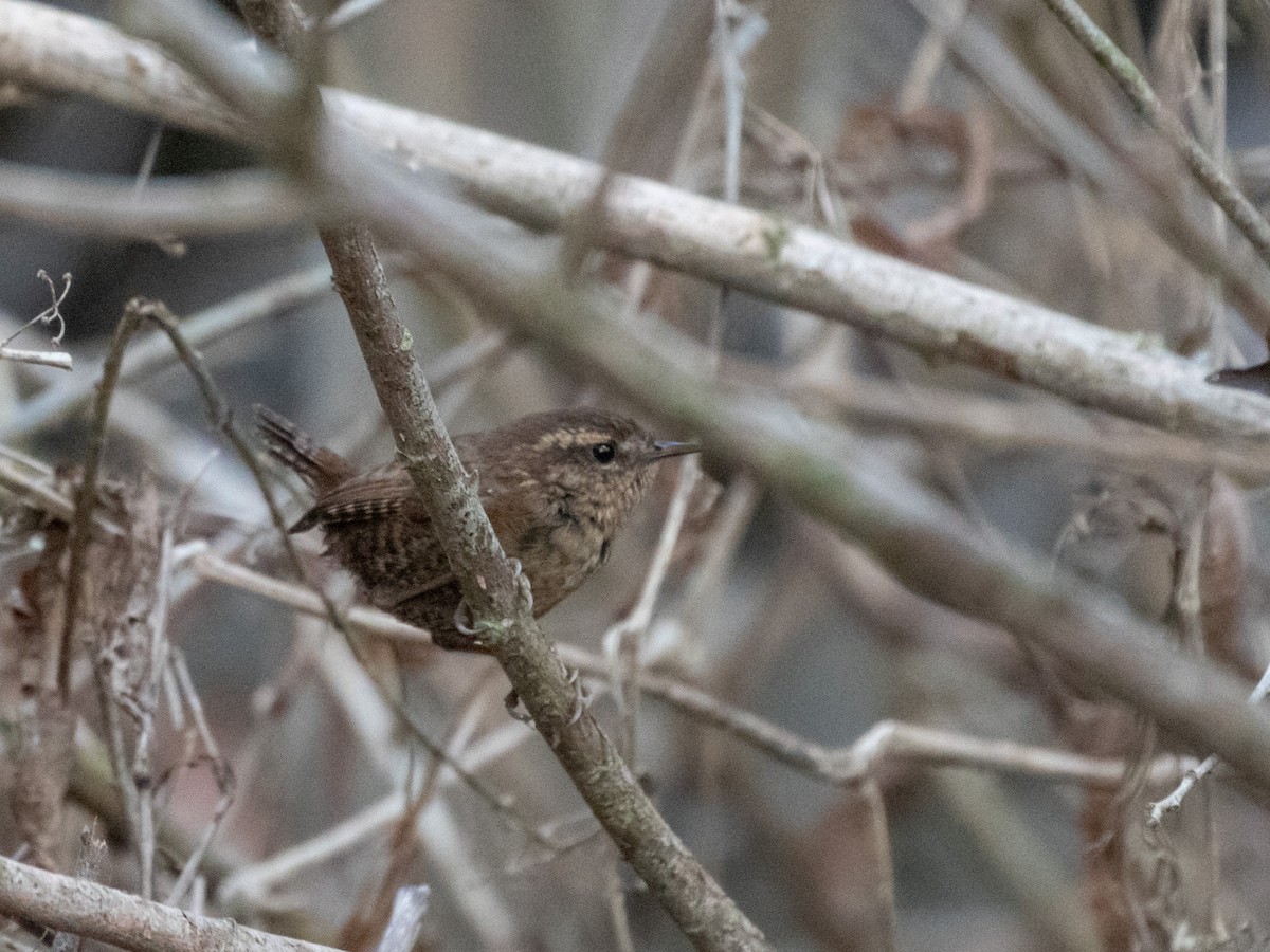 Pacific Wren - ML214082791