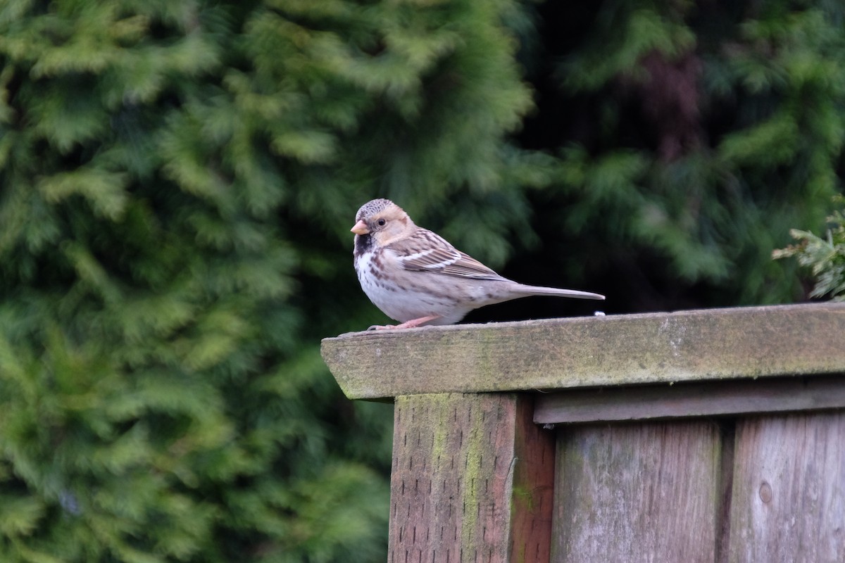 Harris's Sparrow - Josh Woolley