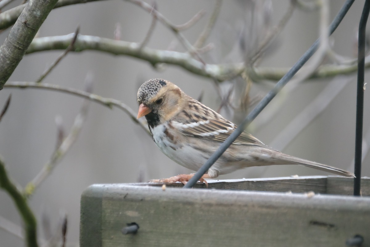 Harris's Sparrow - Josh Woolley