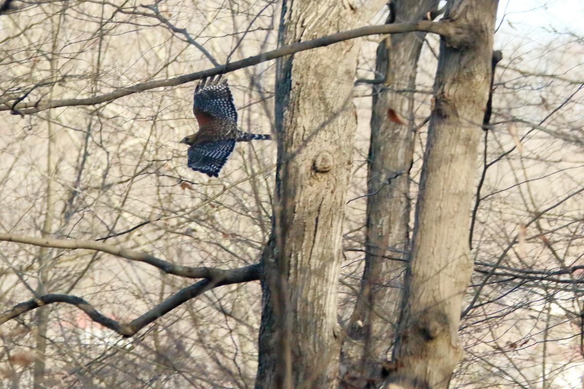 Red-shouldered Hawk - ML214083391