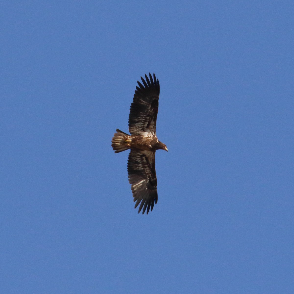 Bald Eagle - ML214083491