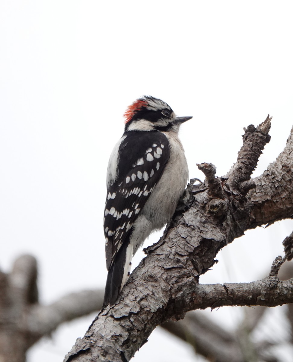 Downy Woodpecker - ML214084401