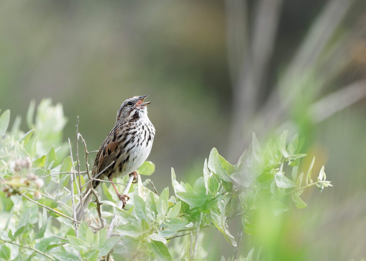 Song Sparrow - ML214084791