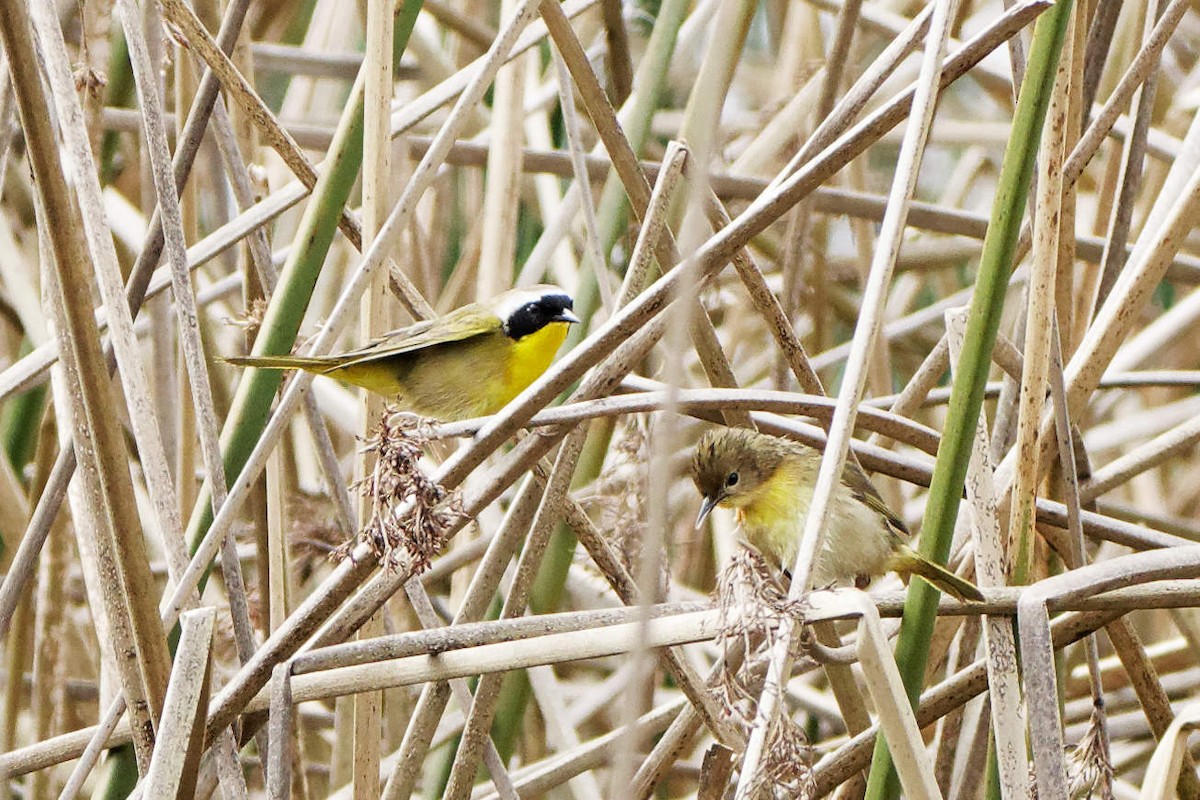 Paruline masquée - ML214084811