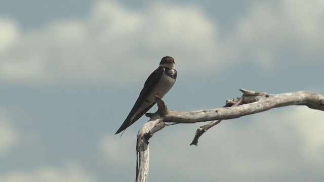 White-throated Swallow - ML214085411