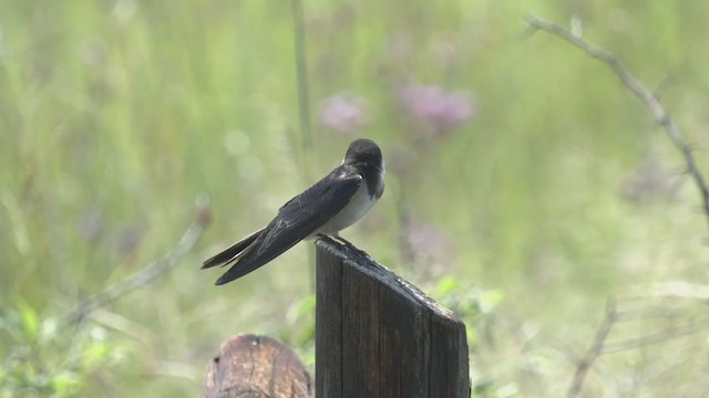 Golondrina Gorjiblanca - ML214085661