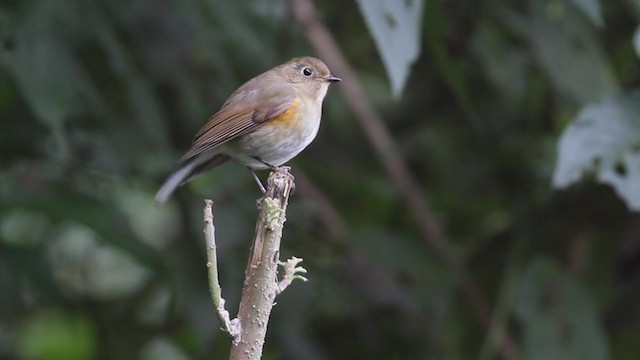Red-flanked/Himalayan Bluetail - ML214086801