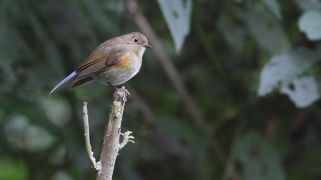 Red-flanked/Himalayan Bluetail - ML214087121