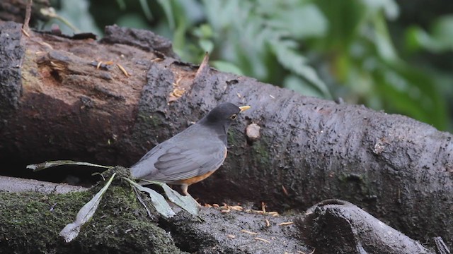 Black-breasted Thrush - ML214087371