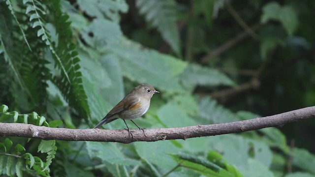 Red-flanked/Himalayan Bluetail - ML214087681