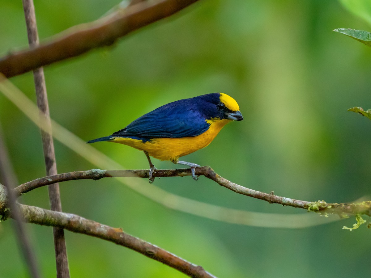 Thick-billed Euphonia - ML214088041