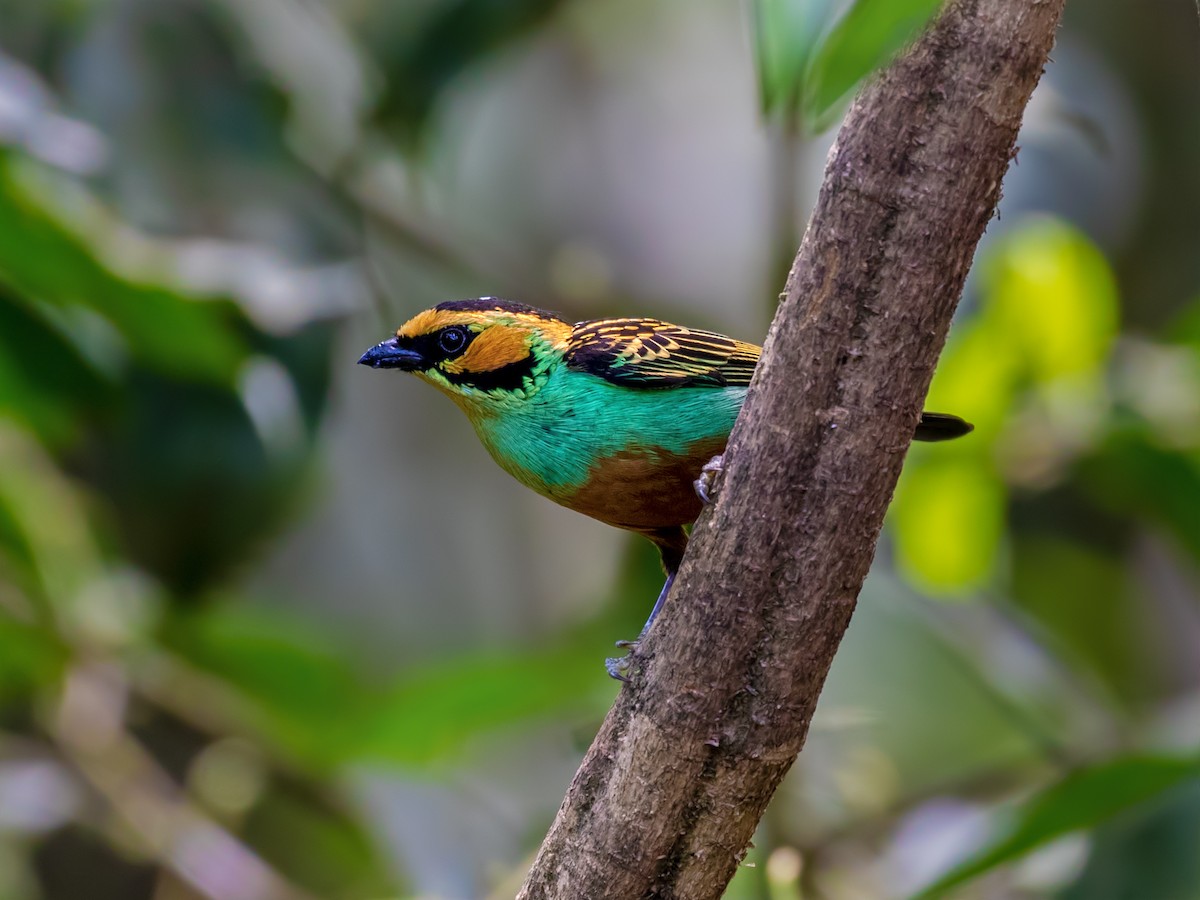 Golden-eared Tanager - Vayun Tiwari