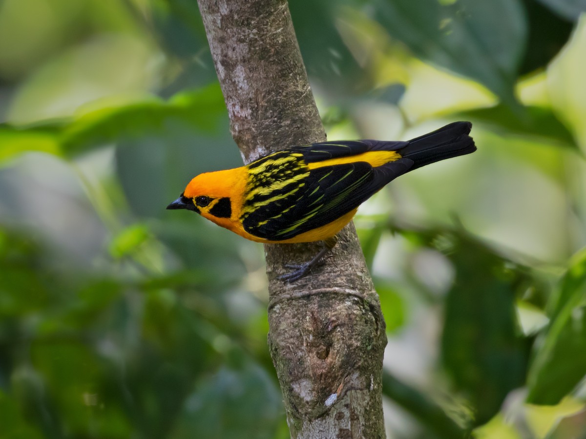 Golden Tanager - ML214088171