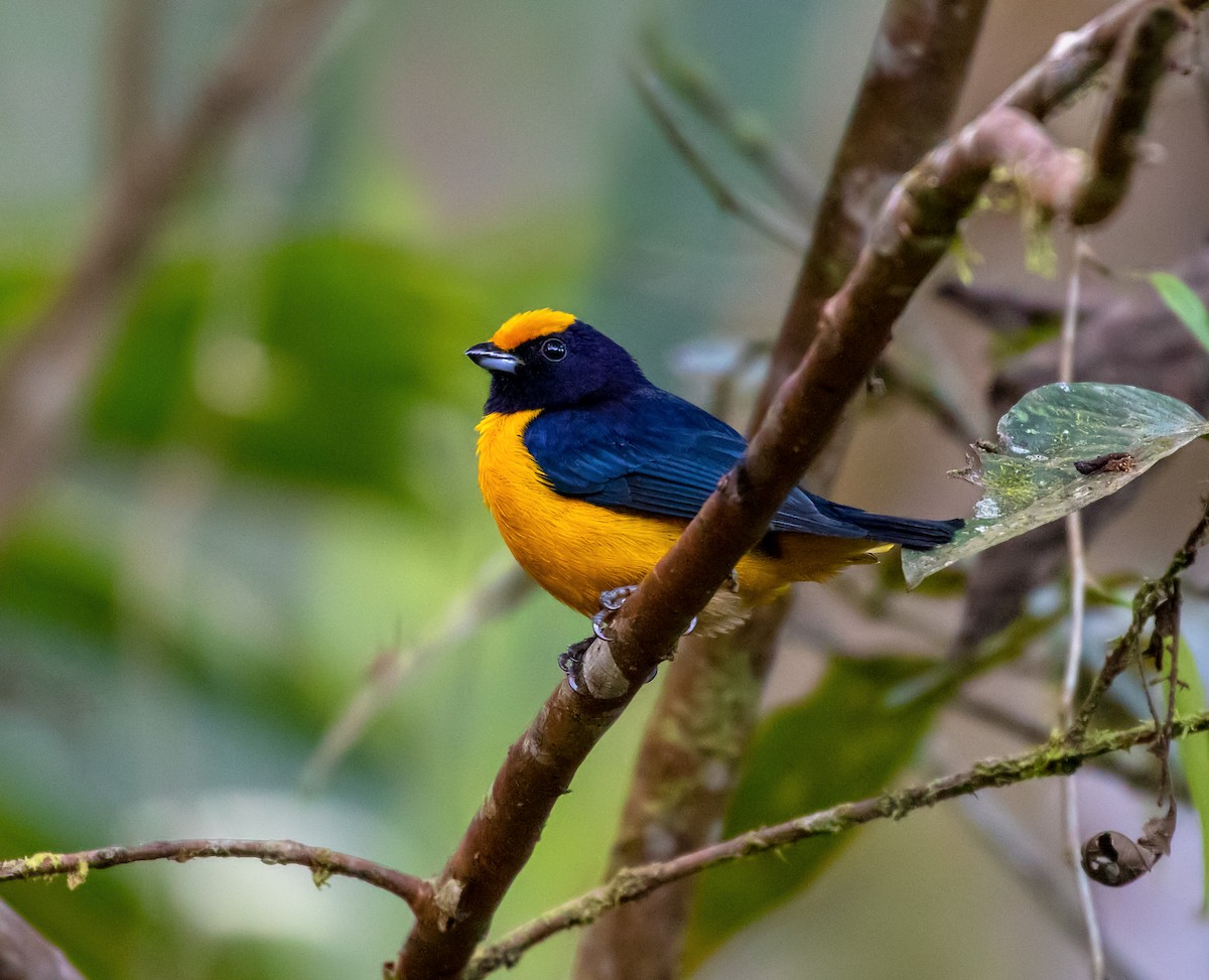 Orange-bellied Euphonia - ML214088301