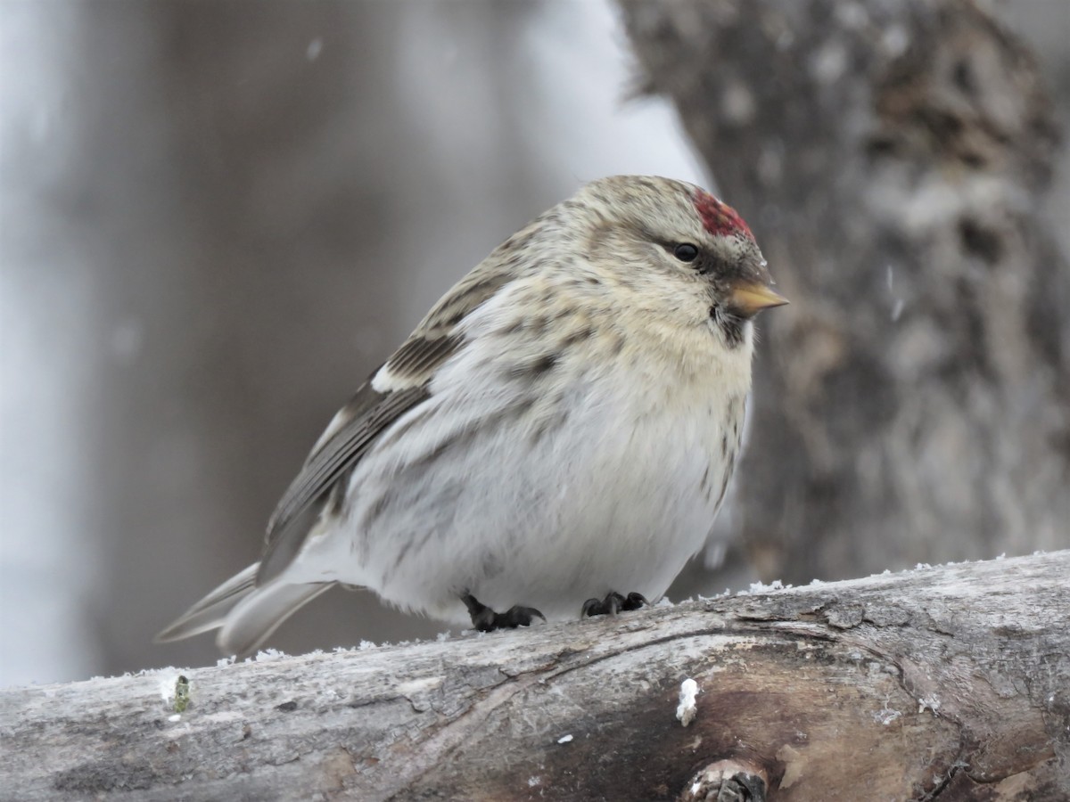 Hoary Redpoll - ML214088781