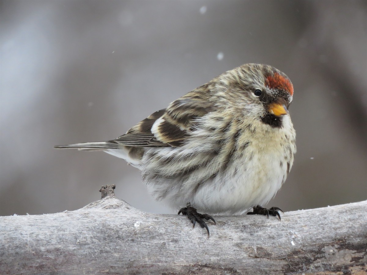 Common Redpoll - ML214088791