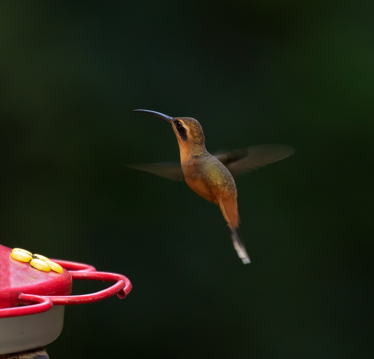 Gray-chinned Hermit - ML214089241